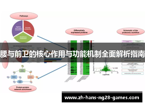 腰与前卫的核心作用与功能机制全面解析指南 腰与前卫的核心作用与功能机制全面解析指南